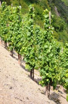 Vineyard in sun. argiculture Stock Photos