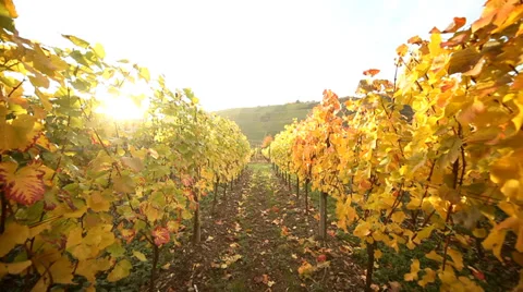 Vineyard with Sun backlight in autumn Stock Footage 32845851