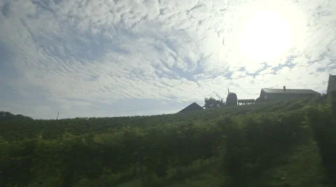 Vineyard With Sun - Drive by (Canon Log) Stock Footage 54468463