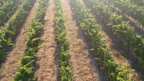 Vineyard sun glare Stock Footage 79937971