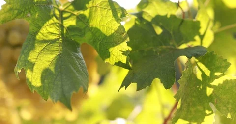 Vineyard with sunlight Stock Footage 94605826