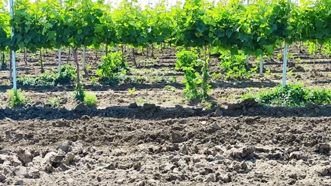 Vineyard on a sunny day. The camera rises from the grass Stock Footage 155851050