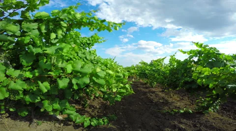 Vineyard on a Sunny Day Stock Footage 52099784