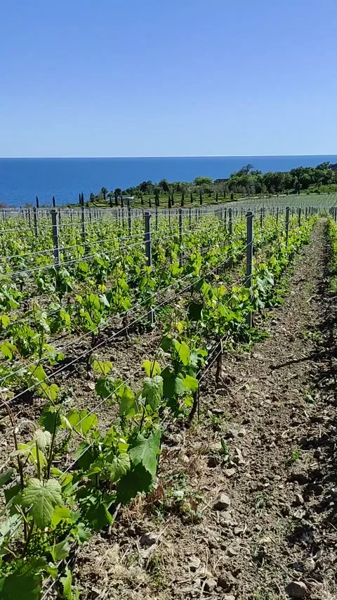 A vineyard on a sunny May day Stock Footage 276431396