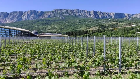 A vineyard on a sunny May day Stock Footage 276431398