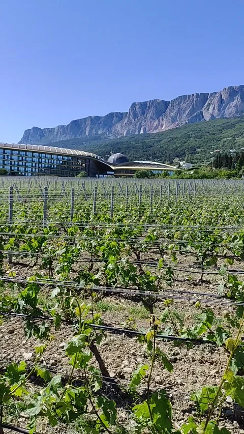 A vineyard on a sunny May day Stock Footage 276431404