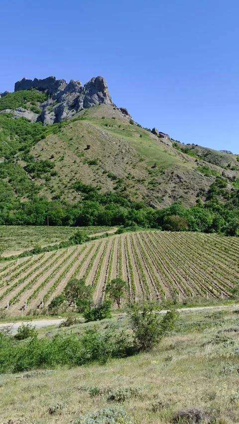 A vineyard on a sunny May day Stock Footage 276431484