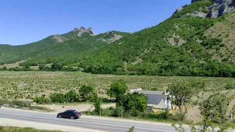 A vineyard on a sunny May day Stock Footage 276431492
