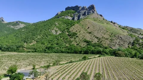 A vineyard on a sunny May day Stock Footage 276431493