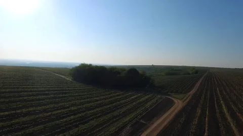 Vineyard at sunrise Stock Footage 76353332