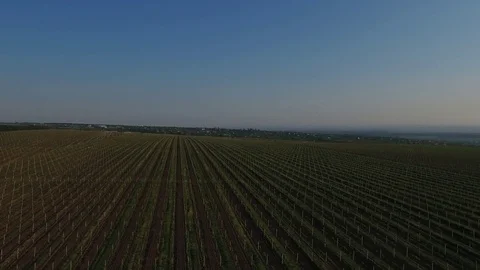 Vineyard at sunrise Stock Footage 76353348