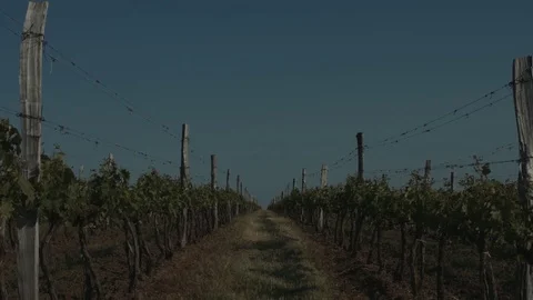 Vineyard at sunrise Stock Footage 76359567