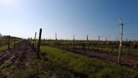 Vineyard at sunrise Stock Footage 76360310