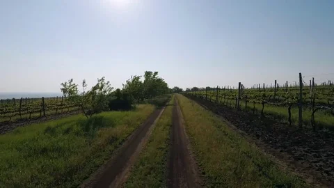 Vineyard at sunrise Stockbeeldmateriaal 76360321