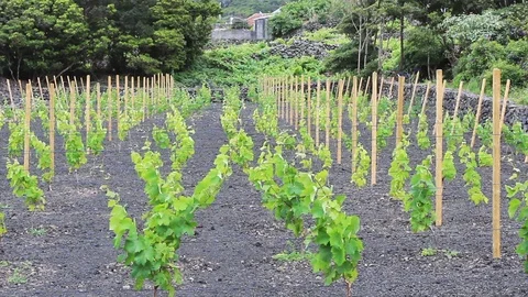 Vineyard at sunrise Video stock 91064872