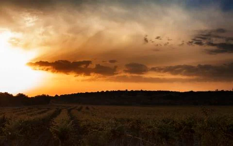 Vineyard sunrise Stock Photos