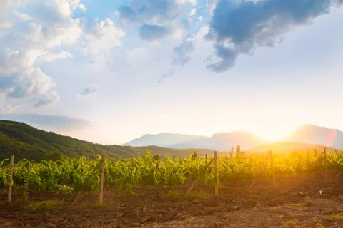 Vineyard at sunrise Stock Photos