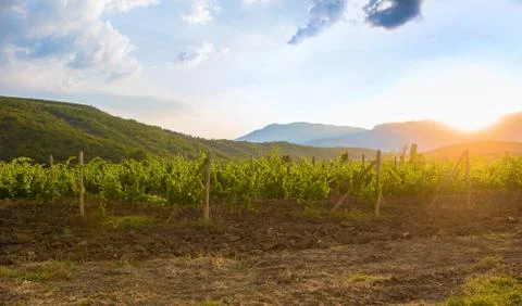 Vineyard at sunrise Stock Photos