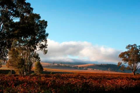 Vineyard Sunrise Stock Photos