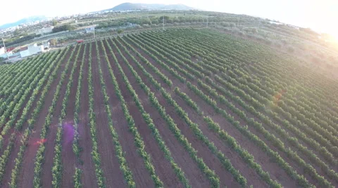 Vineyard at Sunset (1) Vidéo 53012732