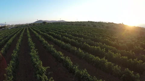 Vineyard at Sunset (2) Stock Footage 53013275