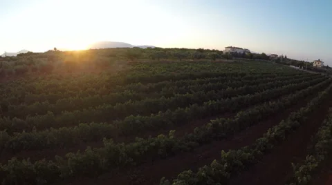 Vineyard at Sunset (3) Stock Footage 53014105