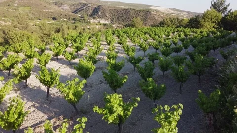 Vineyard at sunset in Cyprus Video stock 133762672