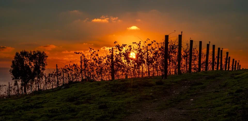 Vineyard at sunset with dramatic orange sky and silhouetted vines Fotos de archivo