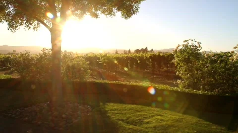 Vineyard Sunset Flare Stock Footage 838021