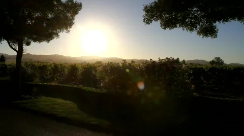 Vineyard Sunset Stock Footage 838030