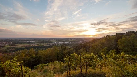 Vineyard Sunset Stock Footage 98503239