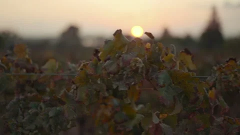 A vineyard in the sunset Видео 221024559