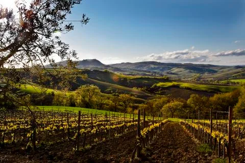 Vineyard on sunset Foto stock