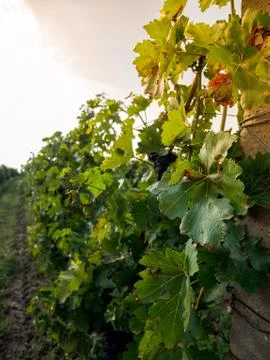 Vineyard at sunset Stock Photos