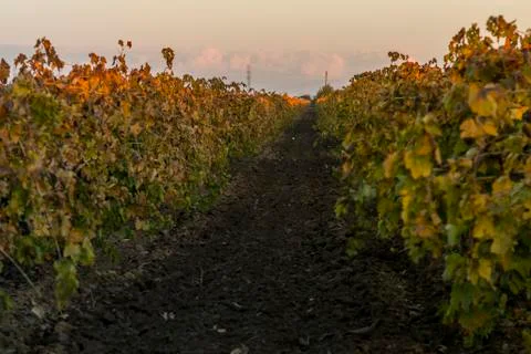 A Vineyard At Sunset Stock Photos