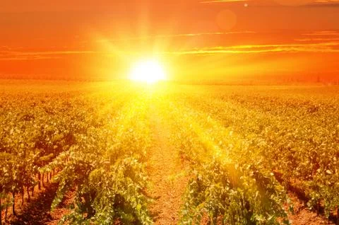 Vineyard at sunset Foto stock