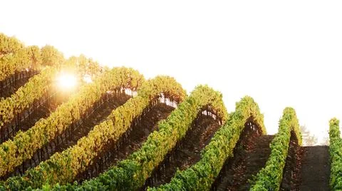 Vineyard Sunset Stock Photos