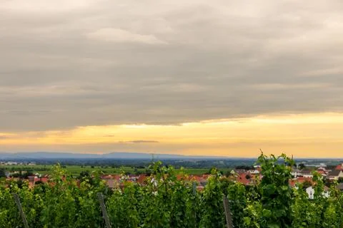 Vineyard Sunset Stock Photos
