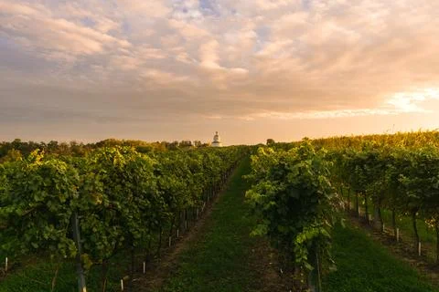 Vineyard at sunset with rolling clouds Stock Photos