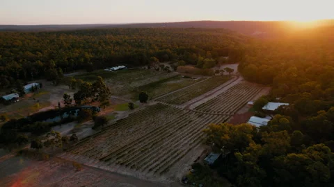 Vineyard at sunset with rows of grapevines,forest backdrop in rural landscape Video stock 321886792