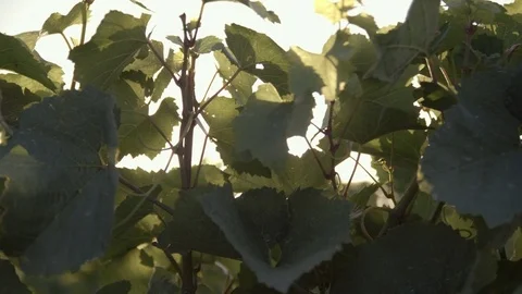 Vineyard sunset slowmotion Stock Footage 77833805