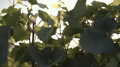 Vineyard sunset slowmotion Stock Footage 77833832