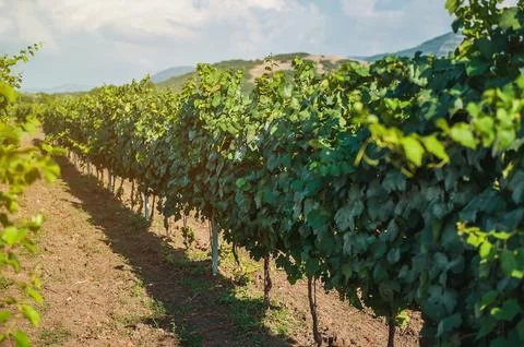 Vineyard at sunset in summer Stock Photos