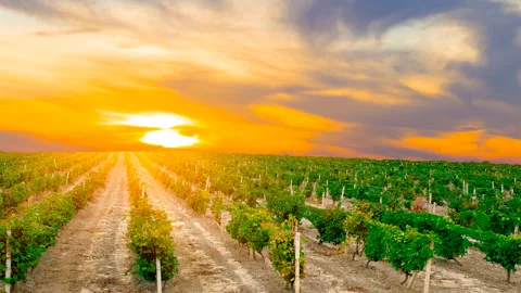 Vineyard at the sunset time lapse scene Vídeos de archivo 271127404