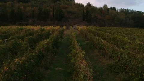 Vineyard at sunset - top view Video stock 96867852