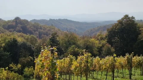 Vineyard Surrounded By Forest - Amazing October Colors Video stock 222293297