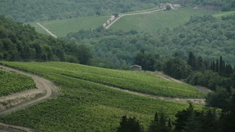 Vineyard Surrounded By the Woods Stock Footage 98628869