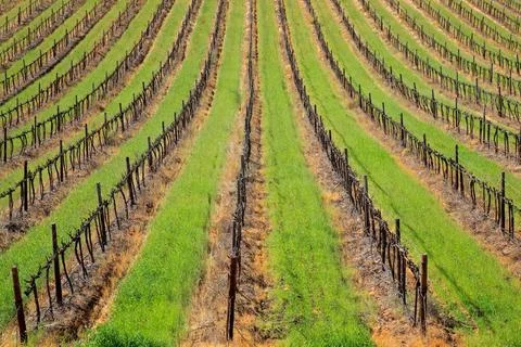 Vineyard Symmetrical pattern of vines and green grass of a vineyard, Cape ... Stock Photos