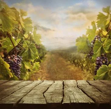 Vineyard tabletop design Stock Photos