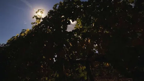 Vineyard tabletop design. Wine background. Autumn design with vineyard and empty Stock Footage 69223339